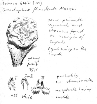 Vorschaubild Oreodaphne florulenta Meisn.